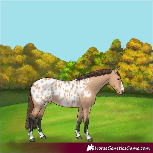 Horse Color:Bay Dun Appaloosa 