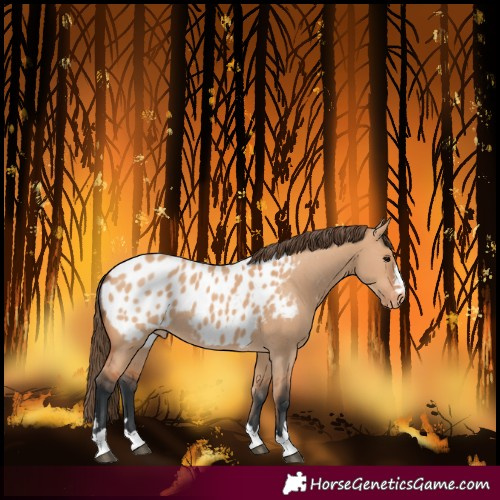 Horse Color:Bay Dun Near Leopard 