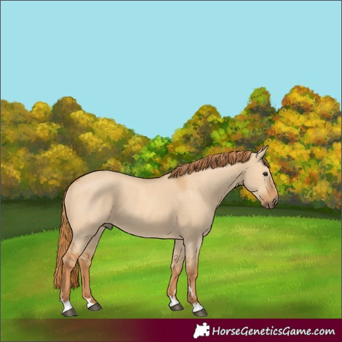 Horse Color:Red Dun 