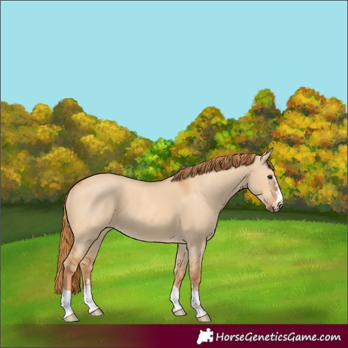 Horse Color:Red Dun 