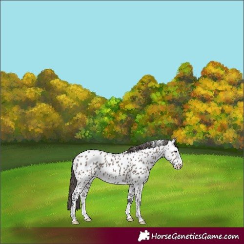 Horse Color:Grullo Appaloosa 