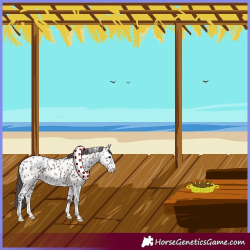 Horse Color:Grullo Near Leopard