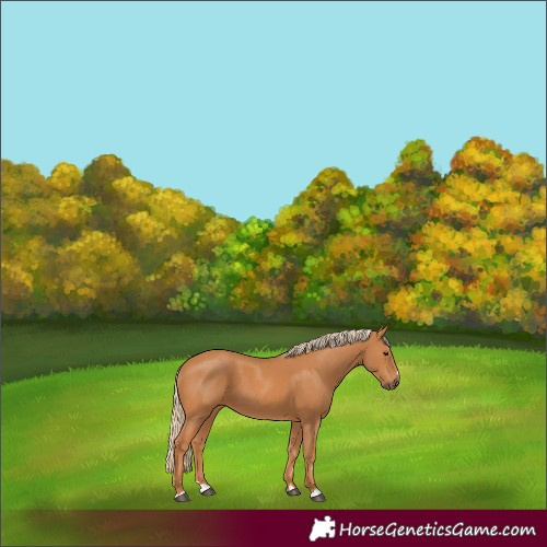 Horse Color:Chestnut 
