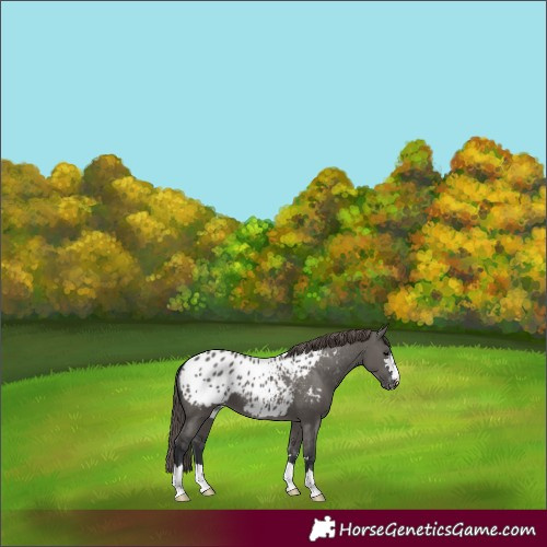 Horse Color:Grullo Blanket 