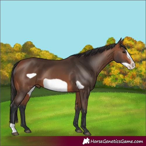 Horse Color:Bay Frame