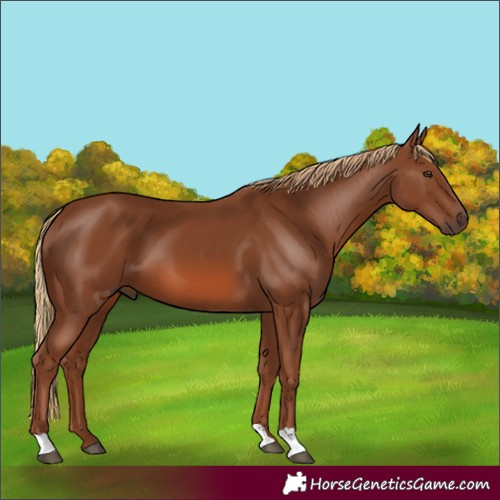 Horse Color:Chestnut 