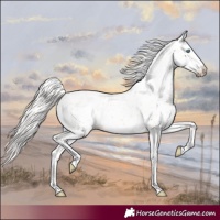 Horse Color:Cremello Appaloosa 
