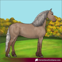 Horse Color:Silver Grullo 