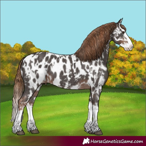Horse Color:Liver Chestnut Sabino Splash Appaloosa and Liver Chestnut Sabino Splash Appaloosa