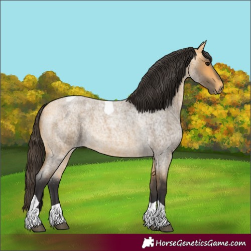 Horse Color:Buckskin Roan Tobiano 