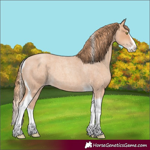 Horse Color:Gold Champagne Roan Splash Tobiano