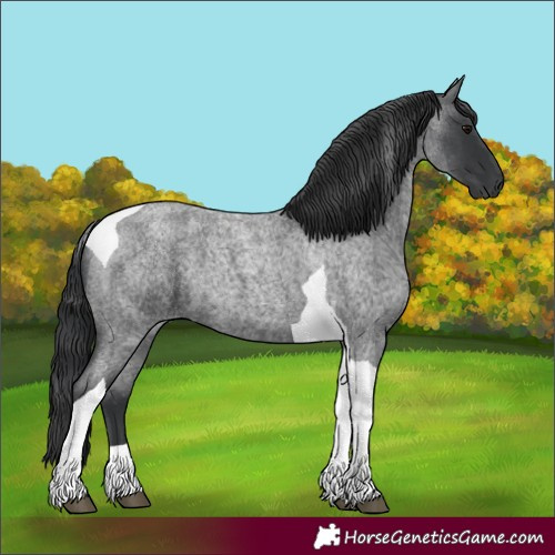 Horse Color:Blue Roan Tobiano 