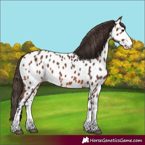 Horse Color:Bay Appaloosa 
