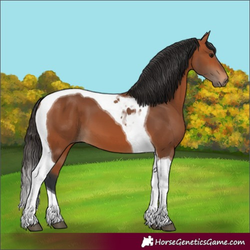 Horse Color:Bay Tobiano