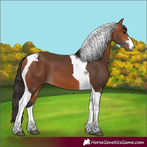 Horse Color:Bay Tobiano 