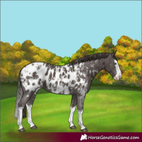 Horse Color:Liver Chestnut Sabino Splash Appaloosa and Liver Chestnut Sabino Splash Appaloosa