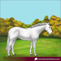 Horse Color:Silver Bay Sabino Rabicano 