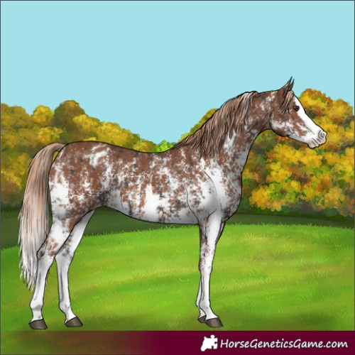 Horse Color:Liver Chestnut Sabino Splash Appaloosa  and Chestnut Sabino Splash Appaloosa 