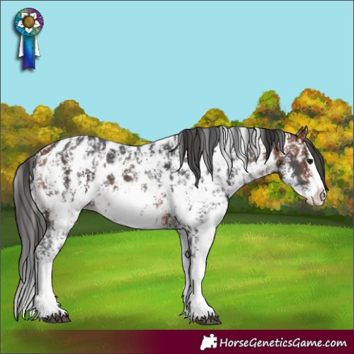 Horse Color:Bay Sabino Splash Appaloosa  and Bay Sabino Splash Appaloosa 