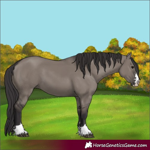 Horse Color:Smoky Grullo 