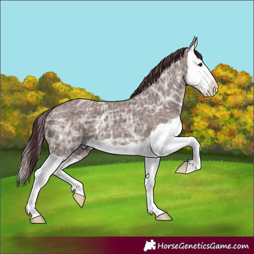 Horse Color:Chocolate Grullo Ice Splash