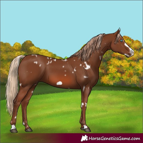 Horse Color:White Spotted Chestnut Frame