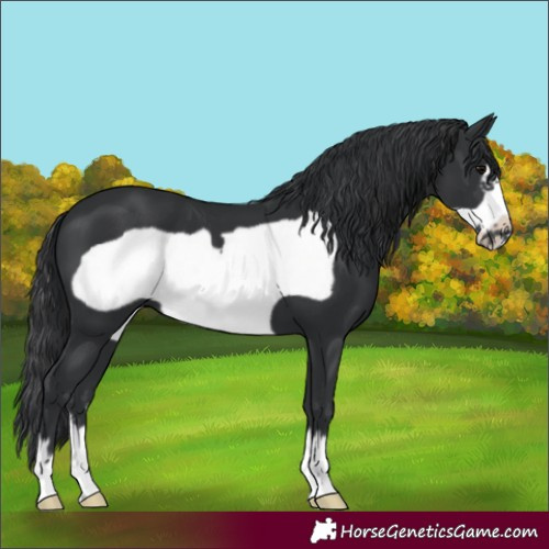 Horse Color:Unknown 