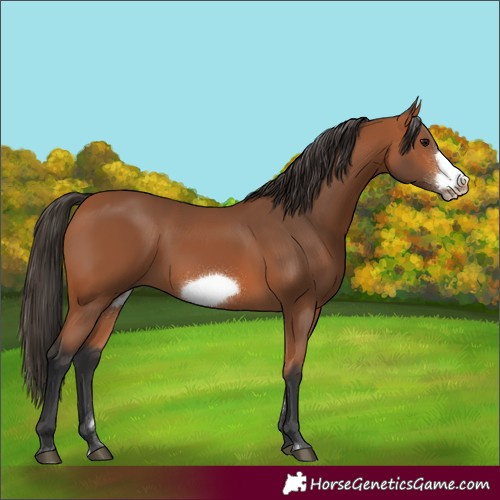Horse Color:Unknown 
