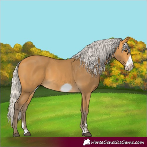 Horse Color:Unknown 
