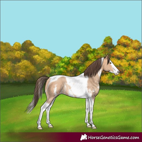 Horse Color:Amber Champagne Sabino Splash Tobiano Rabicano 