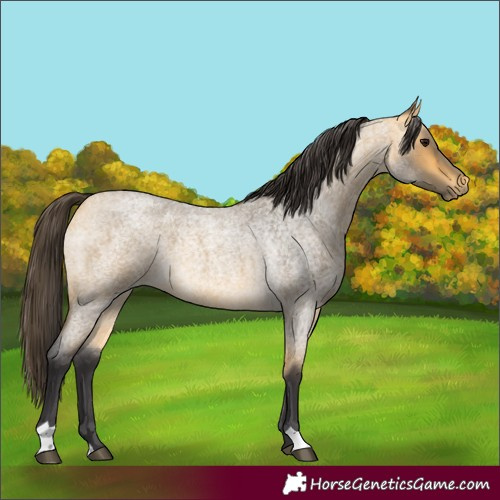 Horse Color:Buckskin Roan 