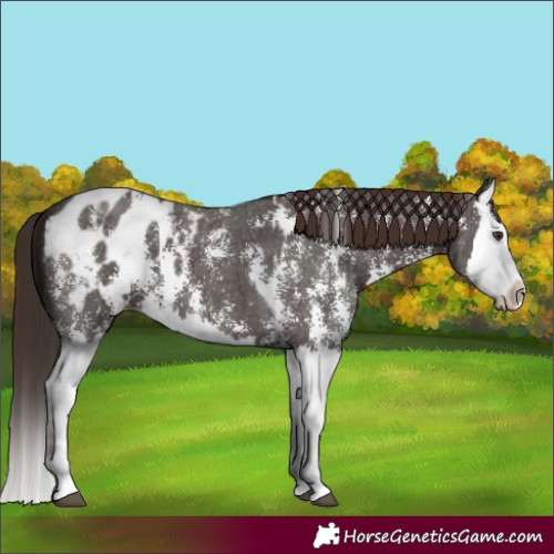 Horse Color:Liver Chestnut Sabino Splash Appaloosa and Liver Chestnut Sabino Splash Appaloosa