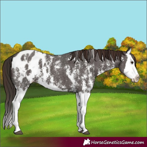 Horse Color:Liver Chestnut Sabino Splash Appaloosa and Liver Chestnut Sabino Splash Appaloosa