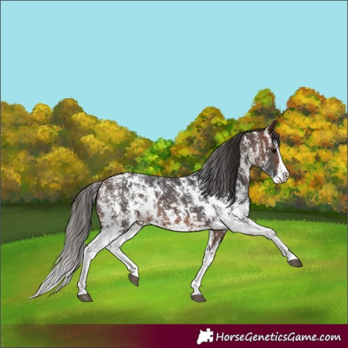 Horse Color:Bay Sabino Splash Blanket  and Bay Sabino Splash Blanket 