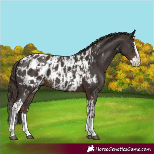 Horse Color:Liver Chestnut Sabino Splash Near Leopard  and Liver Chestnut Sabino Splash Tobiano Near Leopard 