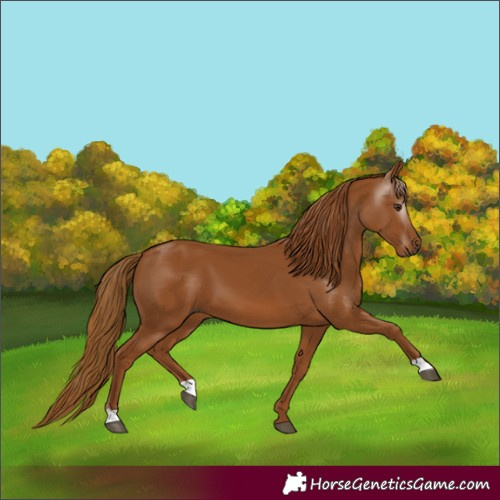 Horse Color:Gray Chestnut 
