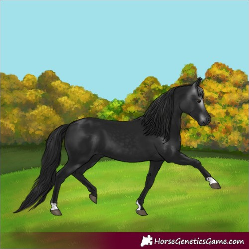 Horse Color:Gray Smoky Black 