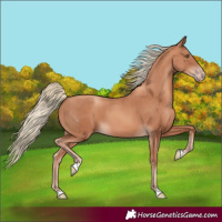 Horse Color:Gold Champagne