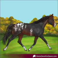 Horse Color:Bay Sabino Splash Blanket  and Bay Sabino Splash Blanket Rabicano 