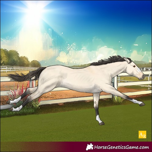 Horse Color:Buckskin Dun 
