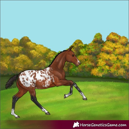 Horse Color:Bay Appaloosa 