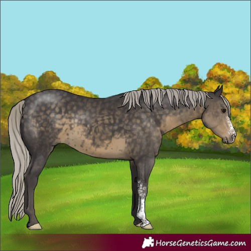 Horse Color:Silver Smoky Black Sabino