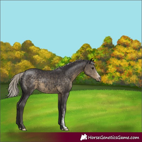 Horse Color:Silver Smoky Black Sabino 