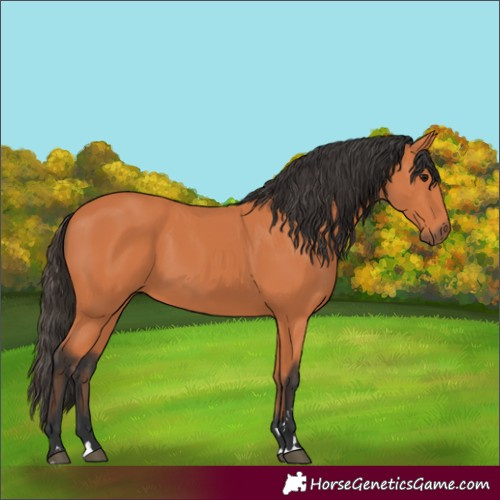 Horse Color:Bay 