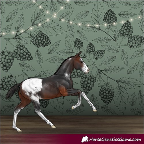 Horse Color:Brown Sabino Appaloosa 