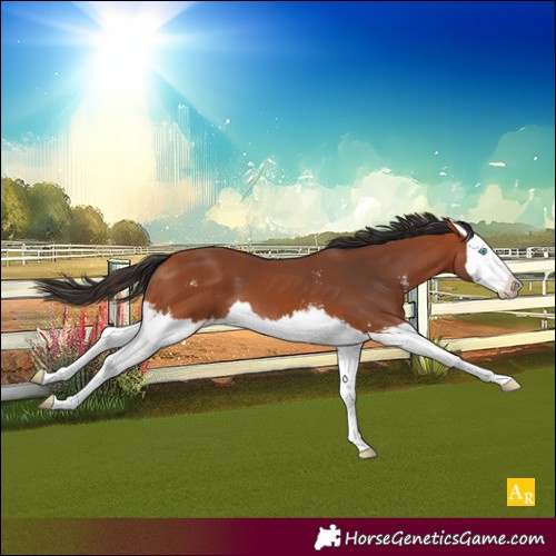 Horse Color:Bay Sabino Splash 
