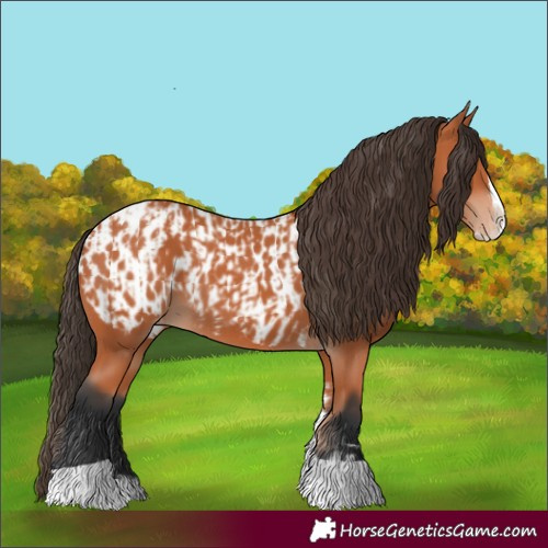 Horse Color:Bay Splash Tobiano Appaloosa  and Bay Splash Tobiano Appaloosa 