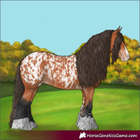 Horse Color:Bay Splash Tobiano Blanket  and Bay Splash Tobiano Near Leopard 
