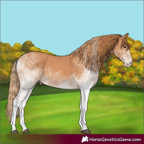 Horse Color:White Spotted Chestnut