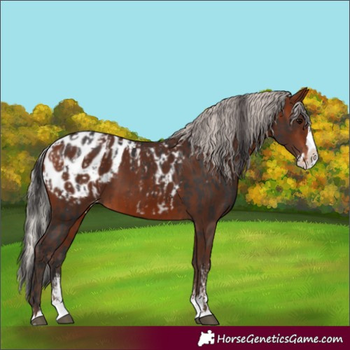 Horse Color:Brown Sabino Splash Appaloosa  and Silver Brown Sabino Splash Appaloosa 